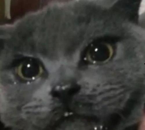 吃瓜好喵仔,揭秘娱乐圈那些不为人知的幕后故事